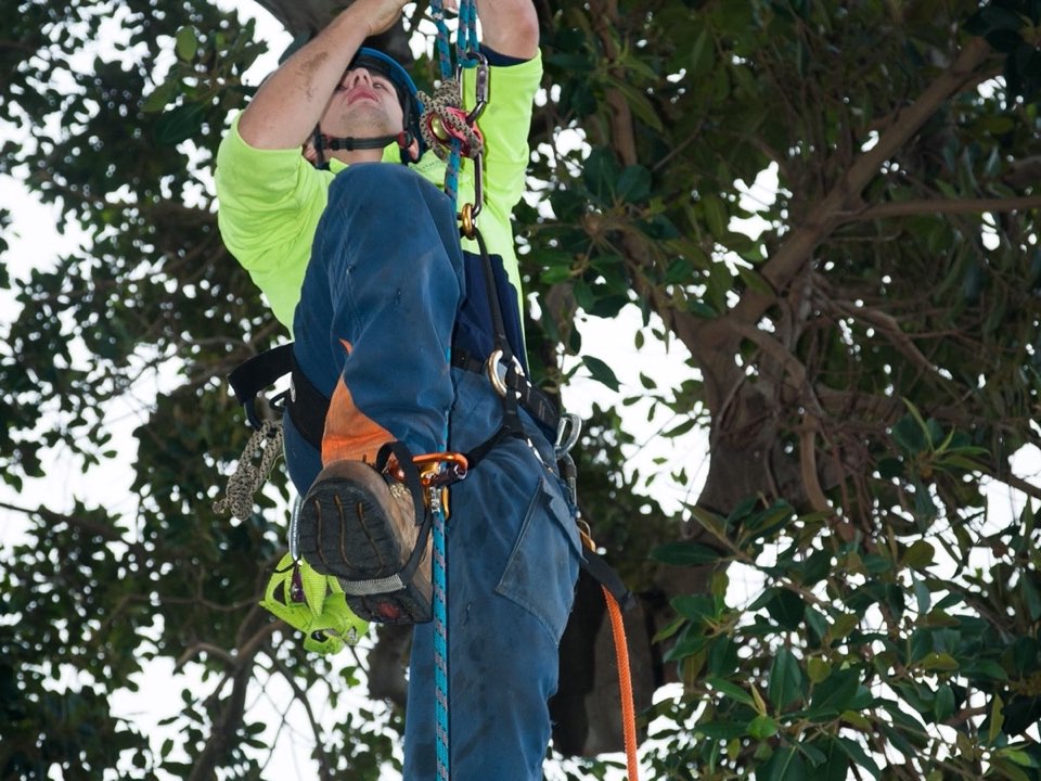 Qualified arborist working in a mature tree during a risk assessment in Northumberland