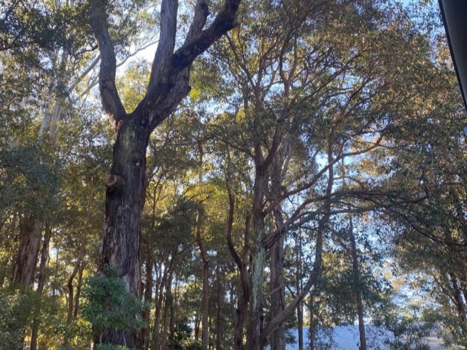 Mature trees in Northumberland parkland with a property visible in the background